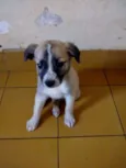 Filhotes da Belinha