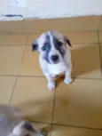 Filhotes da Belinha