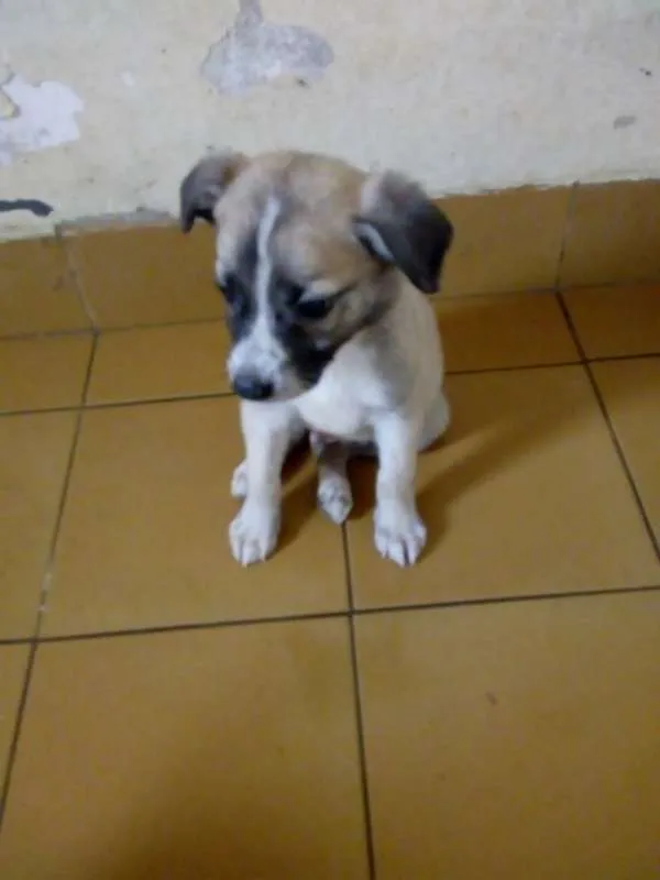 Cachorro ra a srd idade Abaixo de 2 meses nome Filhotes da Belinha