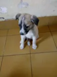 Filhotes da Belinha