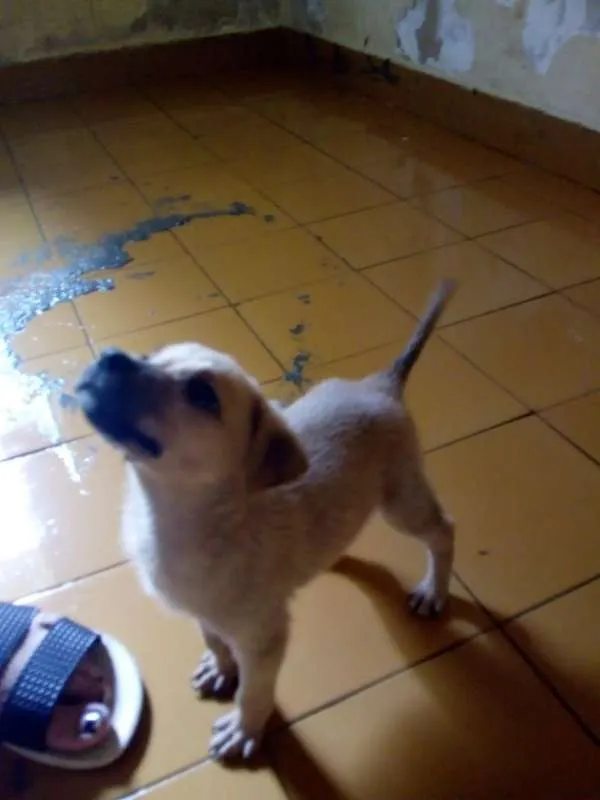 Cachorro ra a srd idade Abaixo de 2 meses nome Filhotes da Belinha