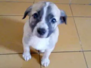 Cachorro raça srd idade Abaixo de 2 meses nome Filhotes da Belinha