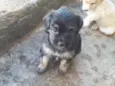 Pepe Princesa Preta
