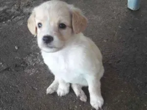 Cachorro raça Vura lata idade Abaixo de 2 meses nome Gélica