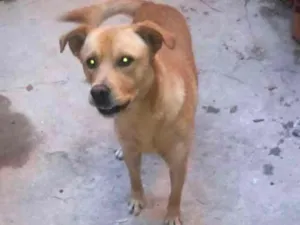 Cachorro raça VIRA LATA idade 7 a 11 meses nome TOTÓ