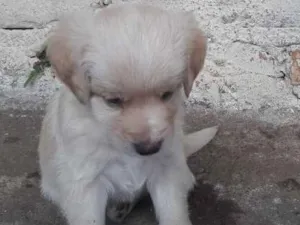 Cachorro raça Vira lata idade Abaixo de 2 meses nome Pitib