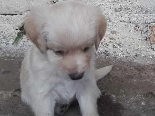Cachorro ra a Vira lata idade Abaixo de 2 meses nome Pitib