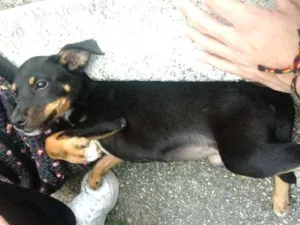 Cachorro raça Pinscher fox/ Vira-Lata idade 2 a 6 meses nome Sem nome