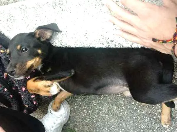 Cachorro ra a Pinscher fox/ Vira-Lata idade 2 a 6 meses nome Sem nome