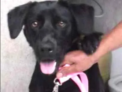 Cachorro ra a Labrador (mix) idade 7 a 11 meses nome Rex
