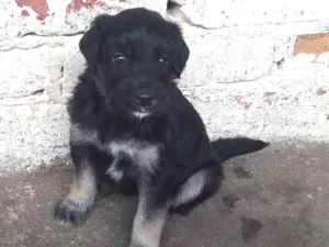 Cachorro raça Vira lata idade Abaixo de 2 meses nome Nhonho