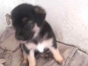 Cachorro raça Vira lata idade Abaixo de 2 meses nome Pichuco