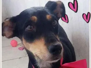 Cachorro raça srd idade 7 a 11 meses nome Pretinha