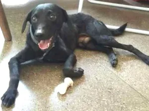 Cachorro raça sem raça idade 7 a 11 meses nome NAO SABEMOS