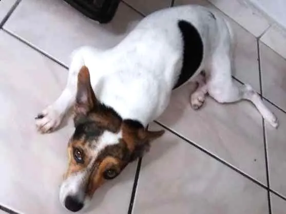 Cachorro ra a Fox paulistinha idade 2 anos nome Alfredo