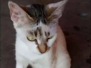Gato raça Sem raça idade 2 a 6 meses nome Branquinha