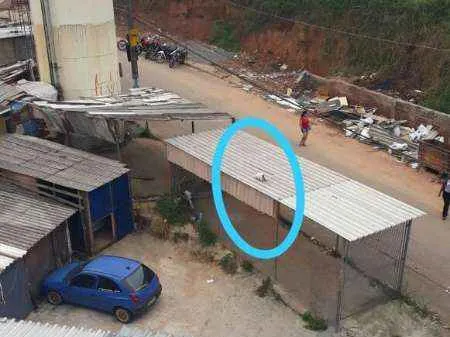 Gato raça Sem raça idade 2 a 6 meses nome Branquinha