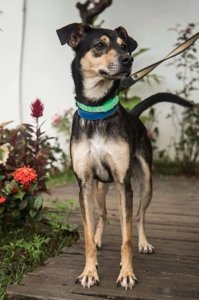 Cachorro ra a SRD idade 2 anos nome Lobinho Confiante