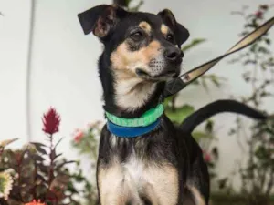 Cachorro raça SRD idade 2 anos nome Lobinho Confiante
