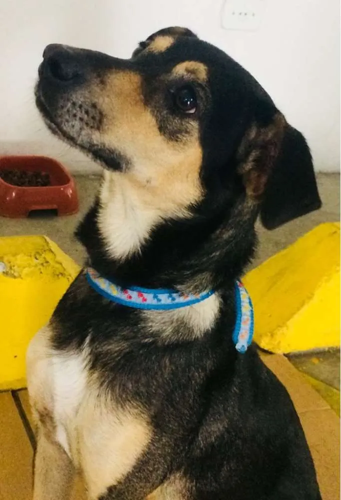 Cachorro ra a SRD idade 2 anos nome Lobinho Confiante