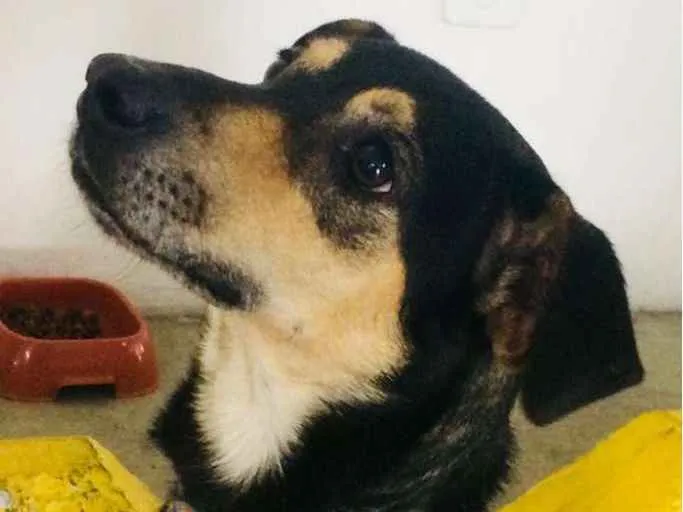 Cachorro ra a SRD idade 2 anos nome Lobinho Confiante