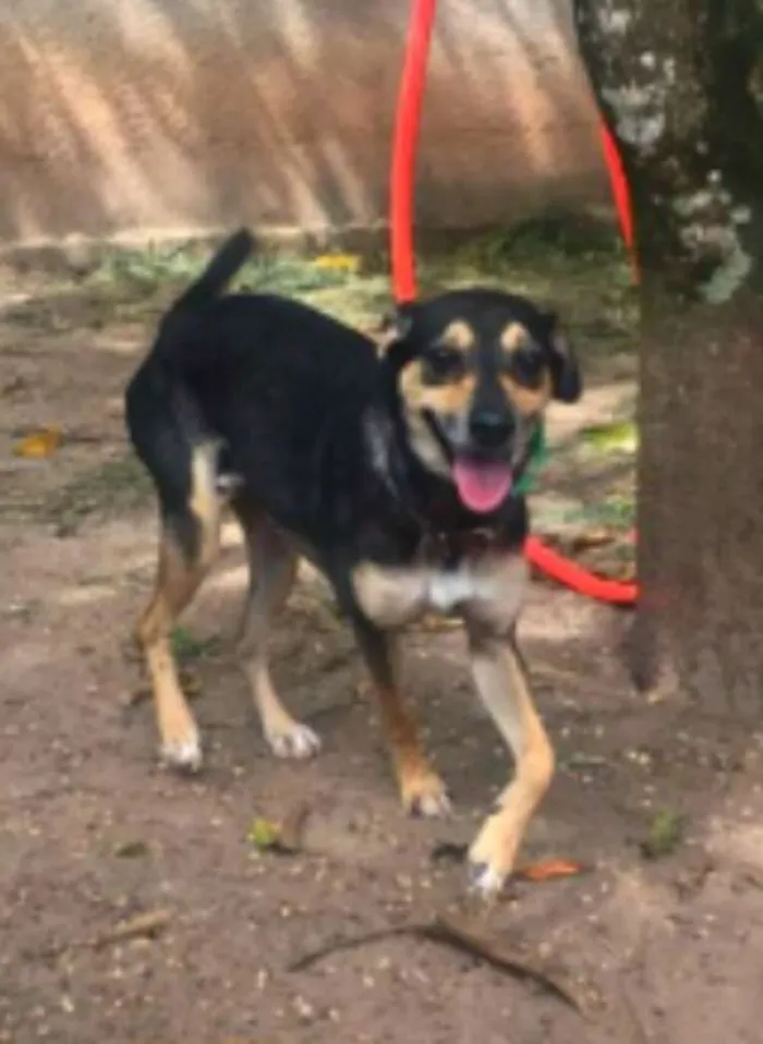 Cachorro ra a SRD idade 2 anos nome Lobinho Confiante