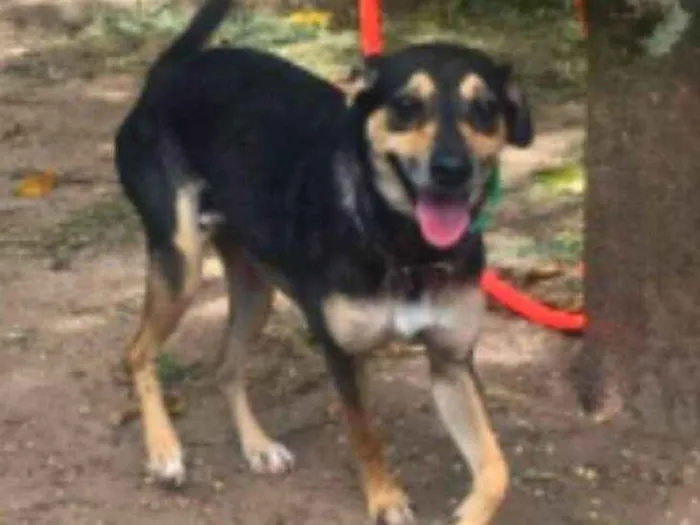 Cachorro ra a SRD idade 2 anos nome Lobinho Confiante