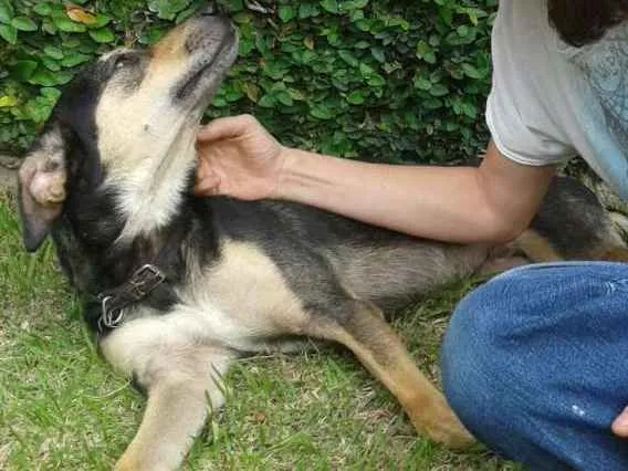 Cachorro ra a SRD idade 2 anos nome Lobinho Confiante