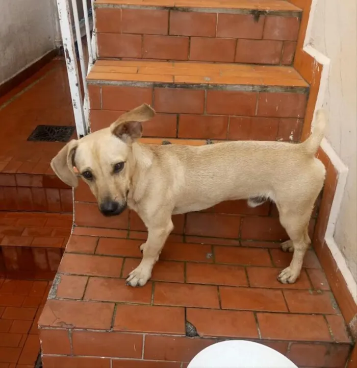 Cachorro ra a Srd idade 1 ano nome Bob