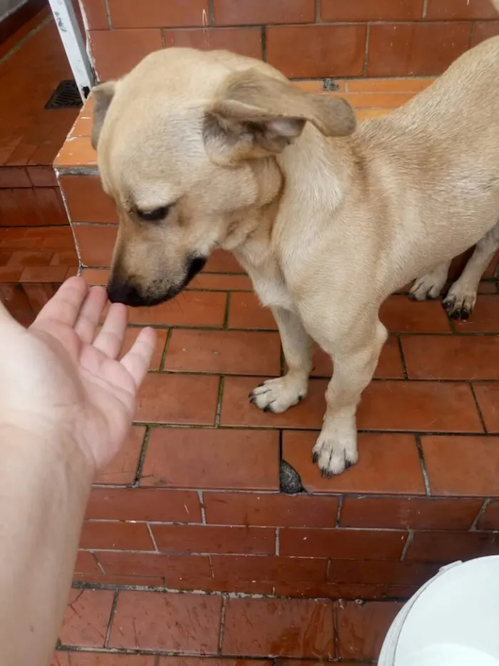 Cachorro ra a Srd idade 1 ano nome Bob
