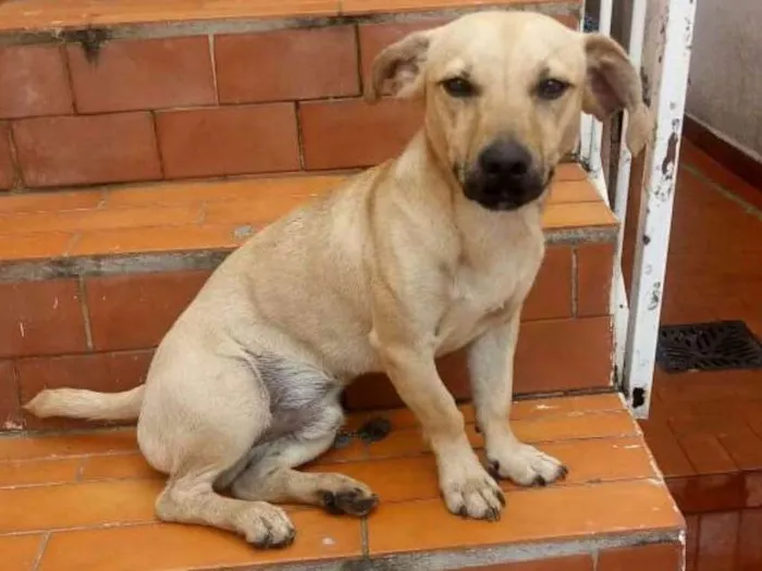 Cachorro ra a Srd idade 1 ano nome Bob