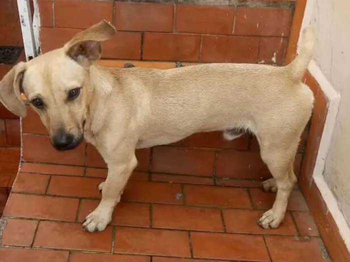 Cachorro ra a Srd idade 1 ano nome Bob