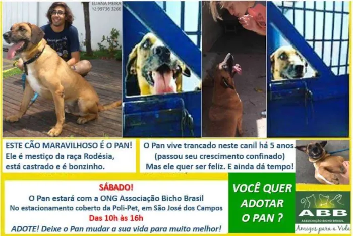 Cachorro ra a SRD idade 6 ou mais anos nome Pan