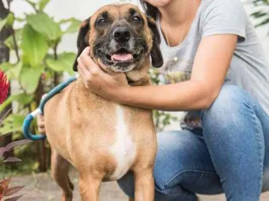 Cachorro ra a SRD idade 6 ou mais anos nome Pan