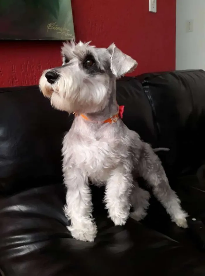 Cachorro raça Schnauzer idade 3 anos nome Lisa