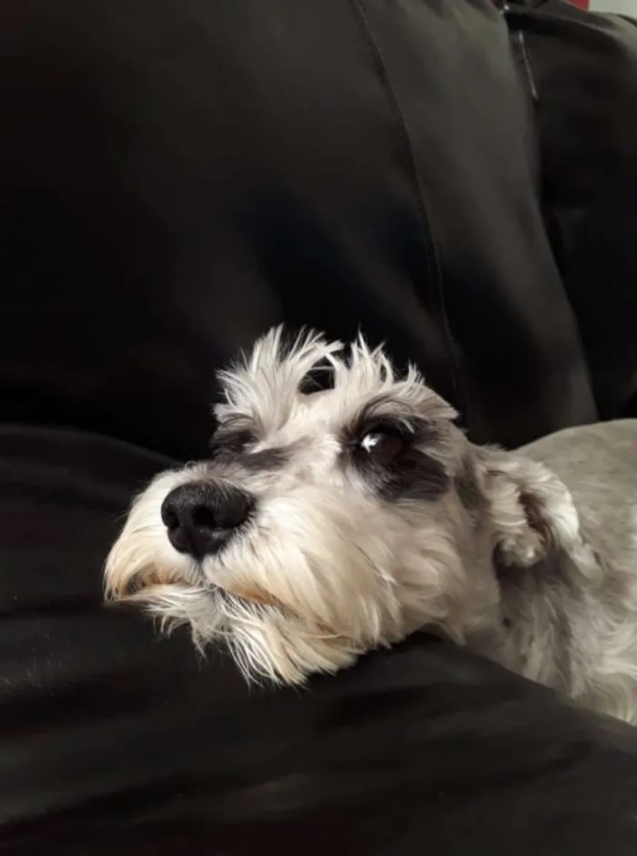 Cachorro raça Schnauzer idade 3 anos nome Lisa