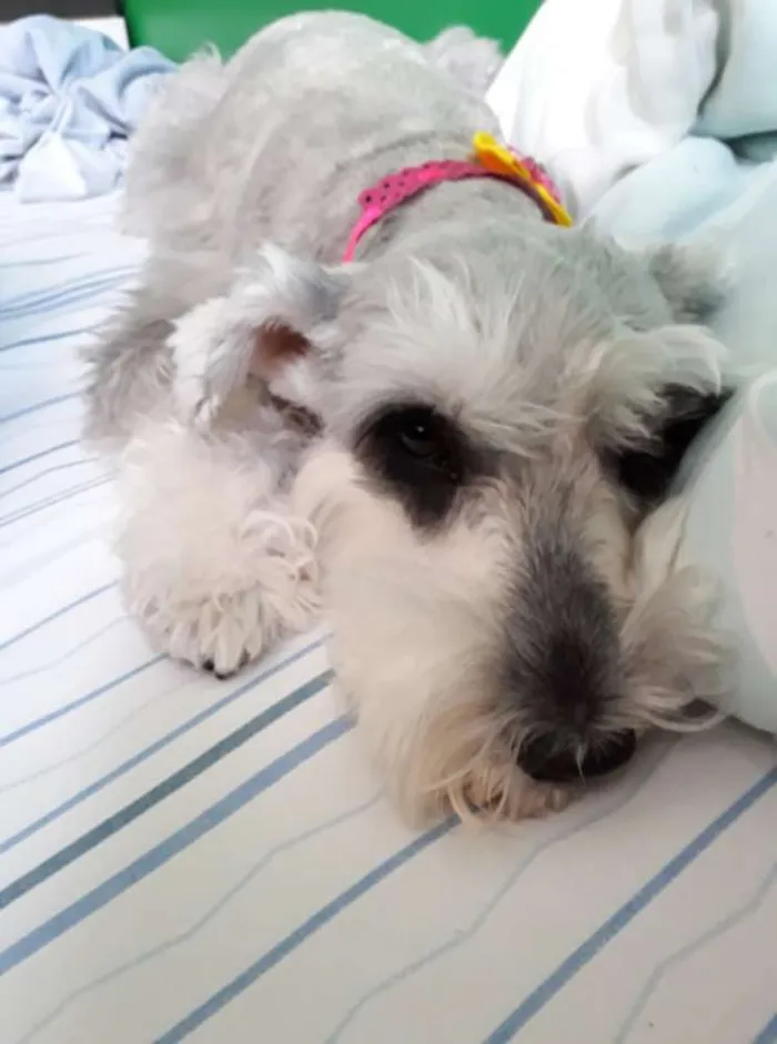 Cachorro raça Schnauzer idade 3 anos nome Lisa