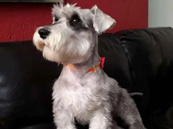 Cachorro raça Schnauzer idade 3 anos nome Lisa