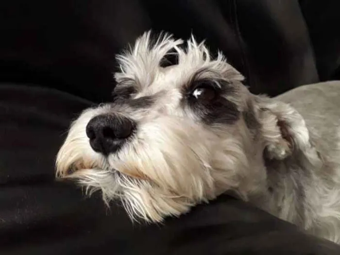 Cachorro raça Schnauzer idade 3 anos nome Lisa