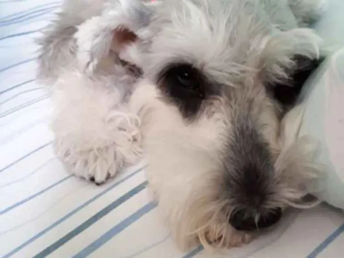 Cachorro raça Schnauzer idade 3 anos nome Lisa