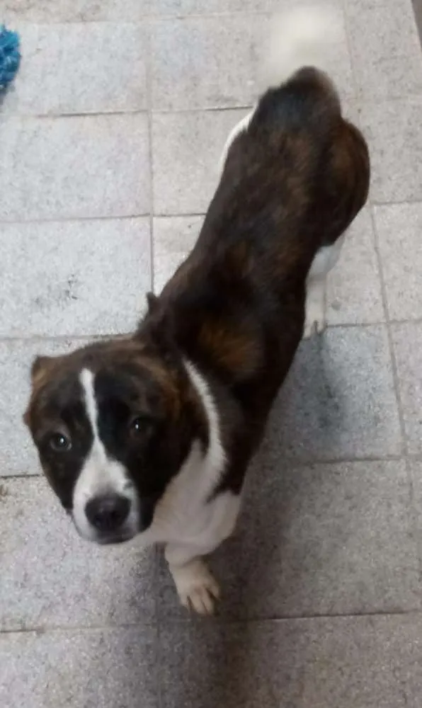 Cachorro ra a Mestiço idade 1 ano nome Romeu