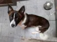 Romeu