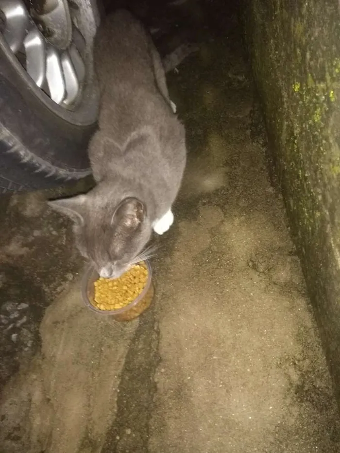 Gato ra a Não idade 2 a 6 meses nome (Azulado)pode mudar