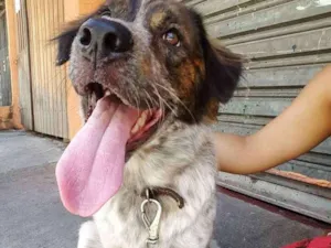 Cachorro raça Sem raça definida idade 2 anos nome Athena 