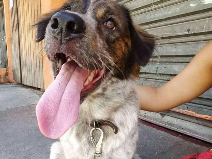 Cachorro ra a Sem raça definida idade 2 anos nome Athena 