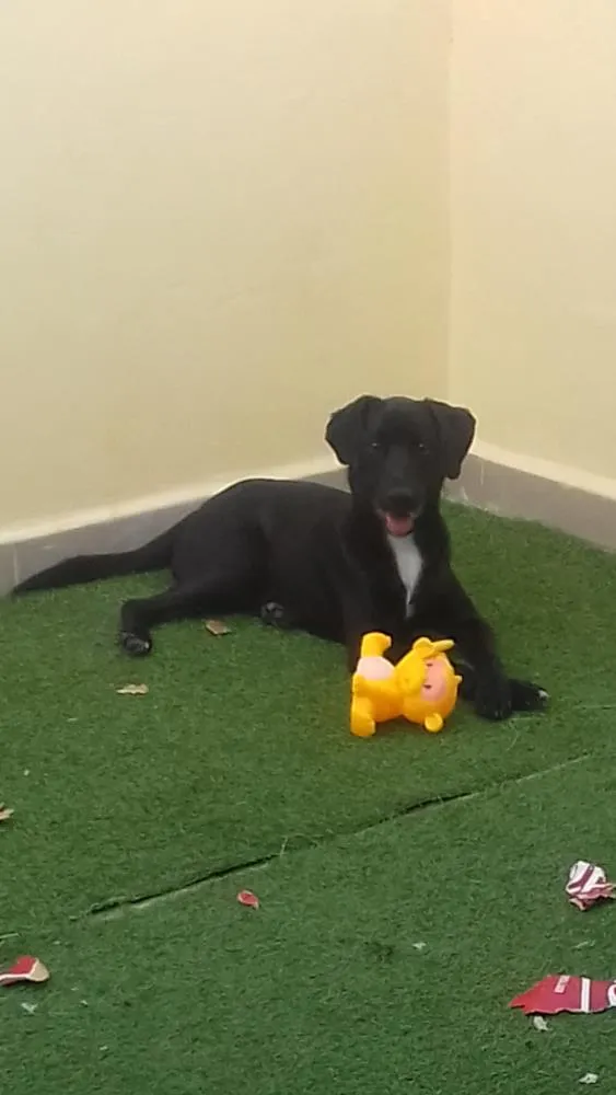 Cachorro ra a SRD idade 7 a 11 meses nome Tonico
