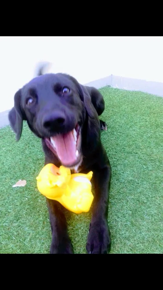 Cachorro ra a SRD idade 7 a 11 meses nome Tonico