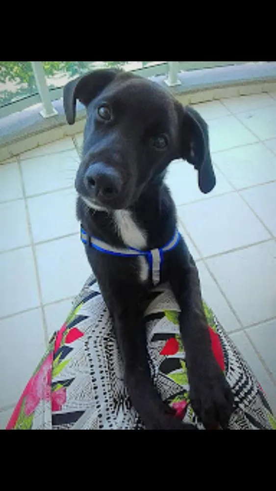 Cachorro ra a SRD idade 7 a 11 meses nome Tonico