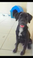 Tonico