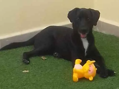Cachorro ra a SRD idade 7 a 11 meses nome Tonico